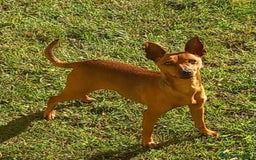 Pinscher Miniatura perros en venta: Pinscher miniatura  - Imagen 12