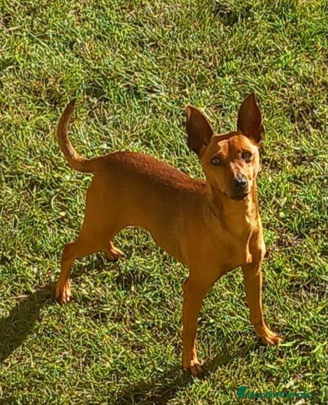 Pinscher Miniatura perros en venta: Pinscher miniatura  - Imagen 12