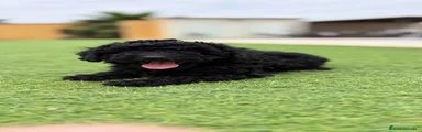 Caniche Toy 2