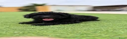 Caniche Toy perros en venta: Caniche Toy - Anuncio 2