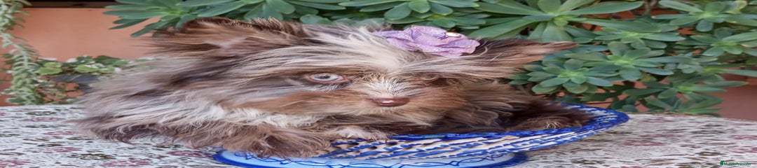 Biewer Yorkshire Terrier a la Pom Pon Cachorro 1