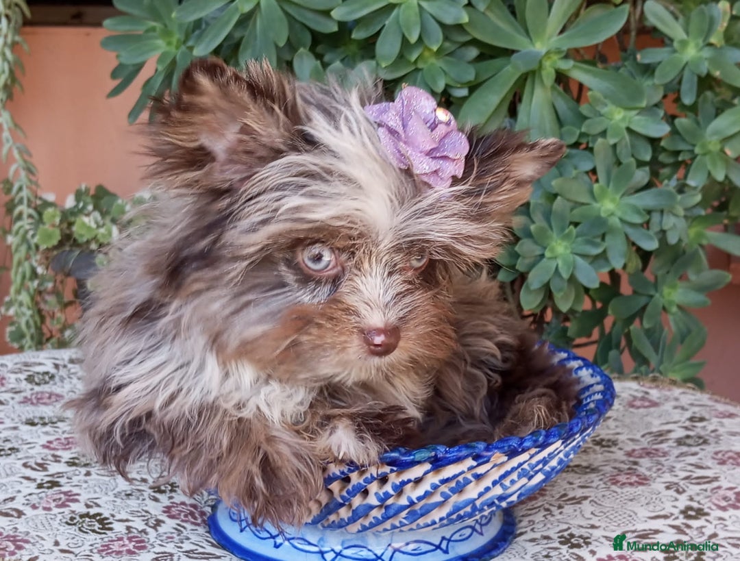 Biewer Yorkshire Terrier a la Pom Pon perros en venta: Exclusiva Hembra Yorkshire Chocomerle  - Imagen 3