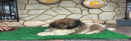 Shih Tzu perros en venta: Machitos - Anuncio 8