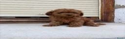 Caniche Toy perros en venta: Caniche toy - Anuncio 6