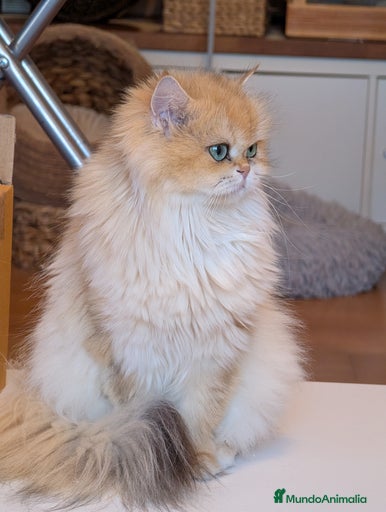 Imagen de galería {{count}}