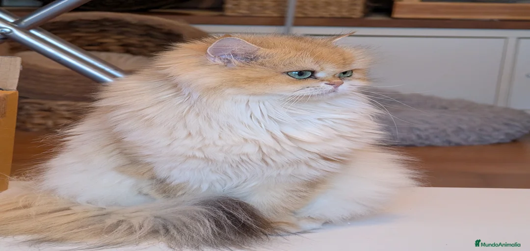 Imagen de galería {{count}}