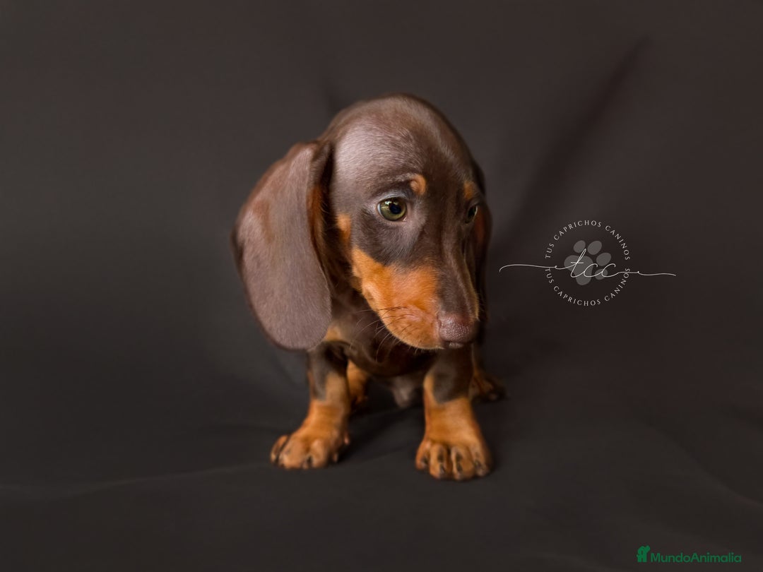 Teckel perros en venta: Macho chocolate y fuego // financiable - Imagen 3