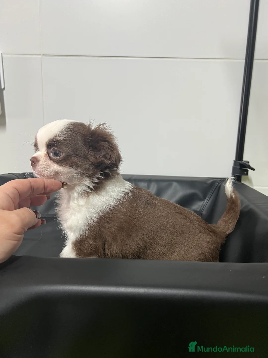 Chihuahua perros en venta: Chihuahua Macho pelo largo  - Anuncio 3