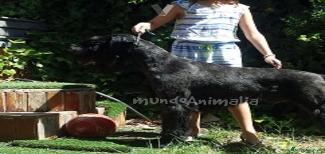 Imagen de galería {{count}}