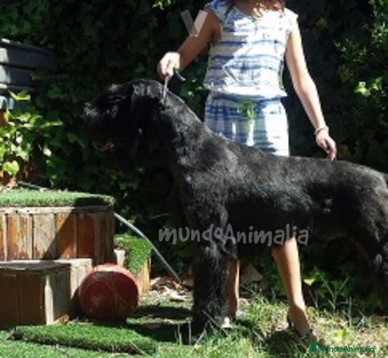 Imagen de galería {{count}}