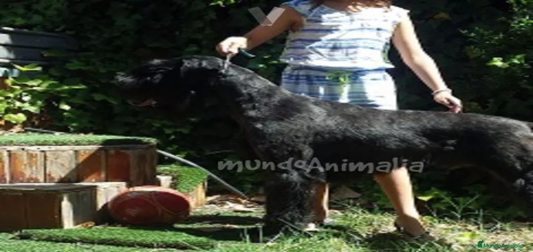 Imagen de galería {{count}}