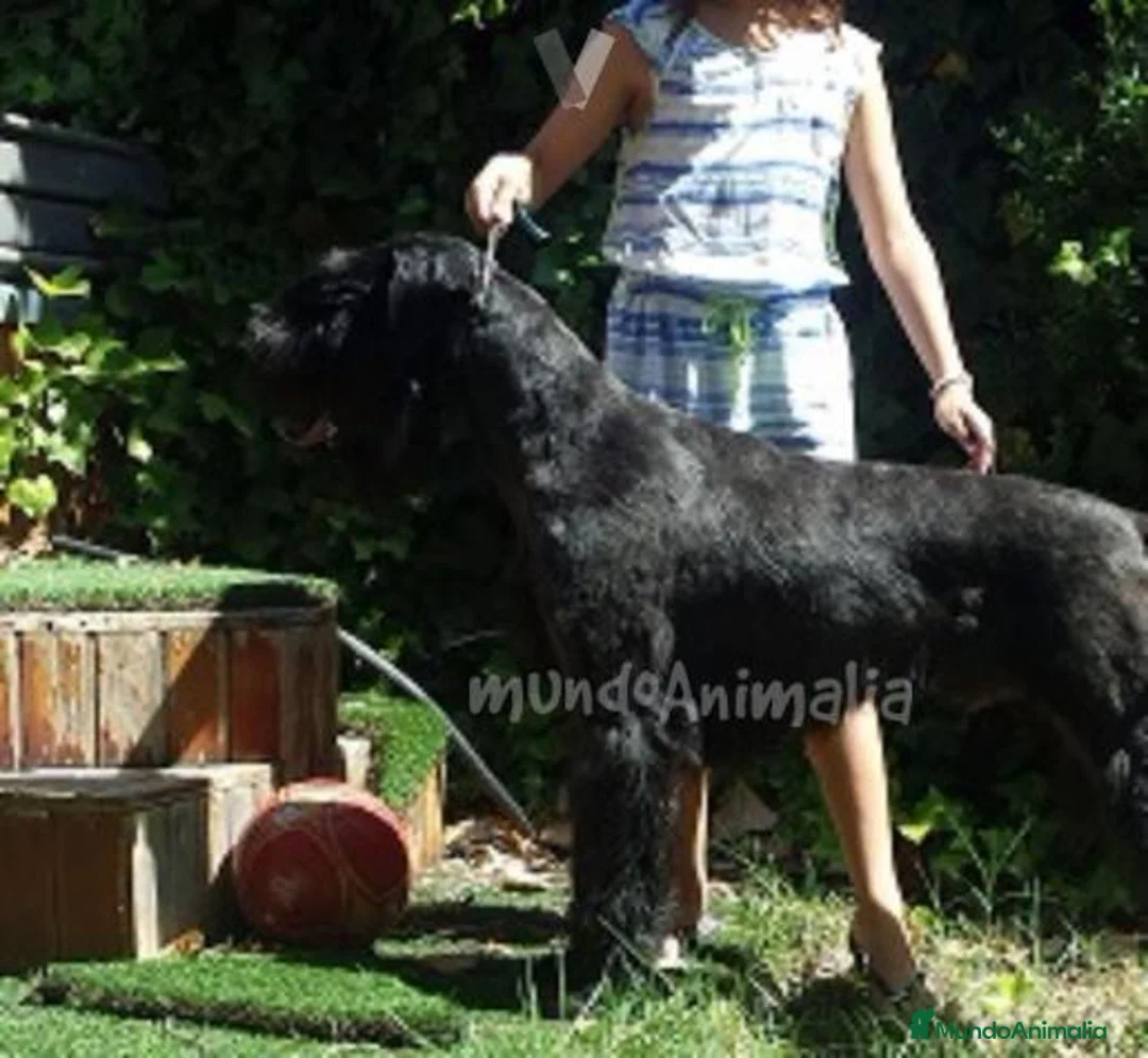 Imagen de galería {{count}}