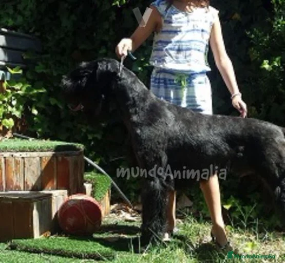 Imagen de galería {{count}}