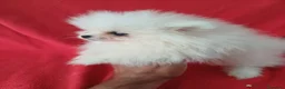 Pomerania perros en venta: Pomerania Mini  - Anuncio 2