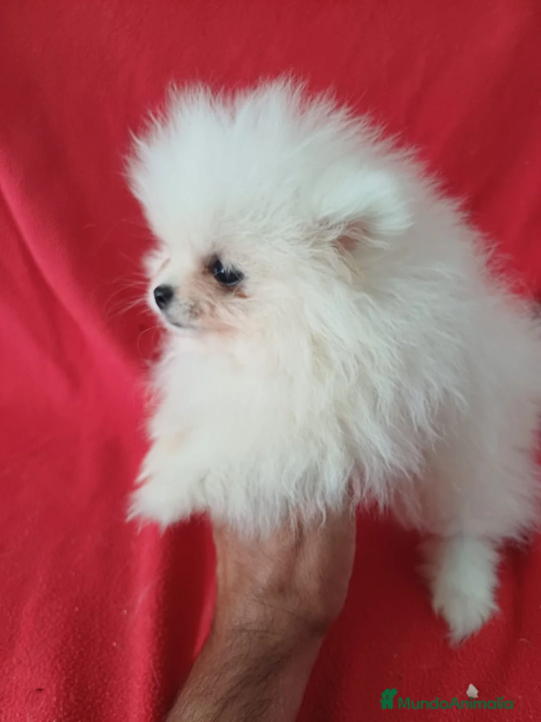 Pomerania perros en venta: Pomerania Mini  - Anuncio 2