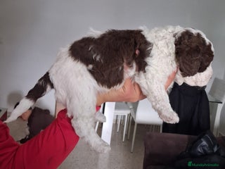 Perro de Agua Español perros PERRO DE AGUA ESPAÑOL - Anuncio 9