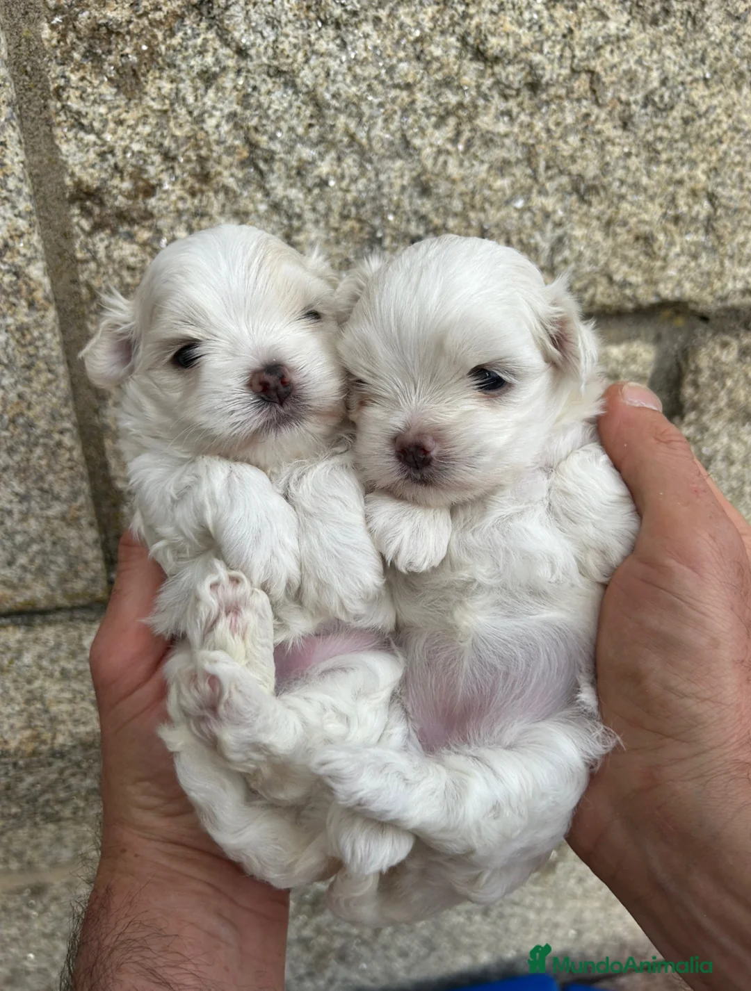 Bichón Maltés perros en venta: Bichón Maltés  - Anuncio 2