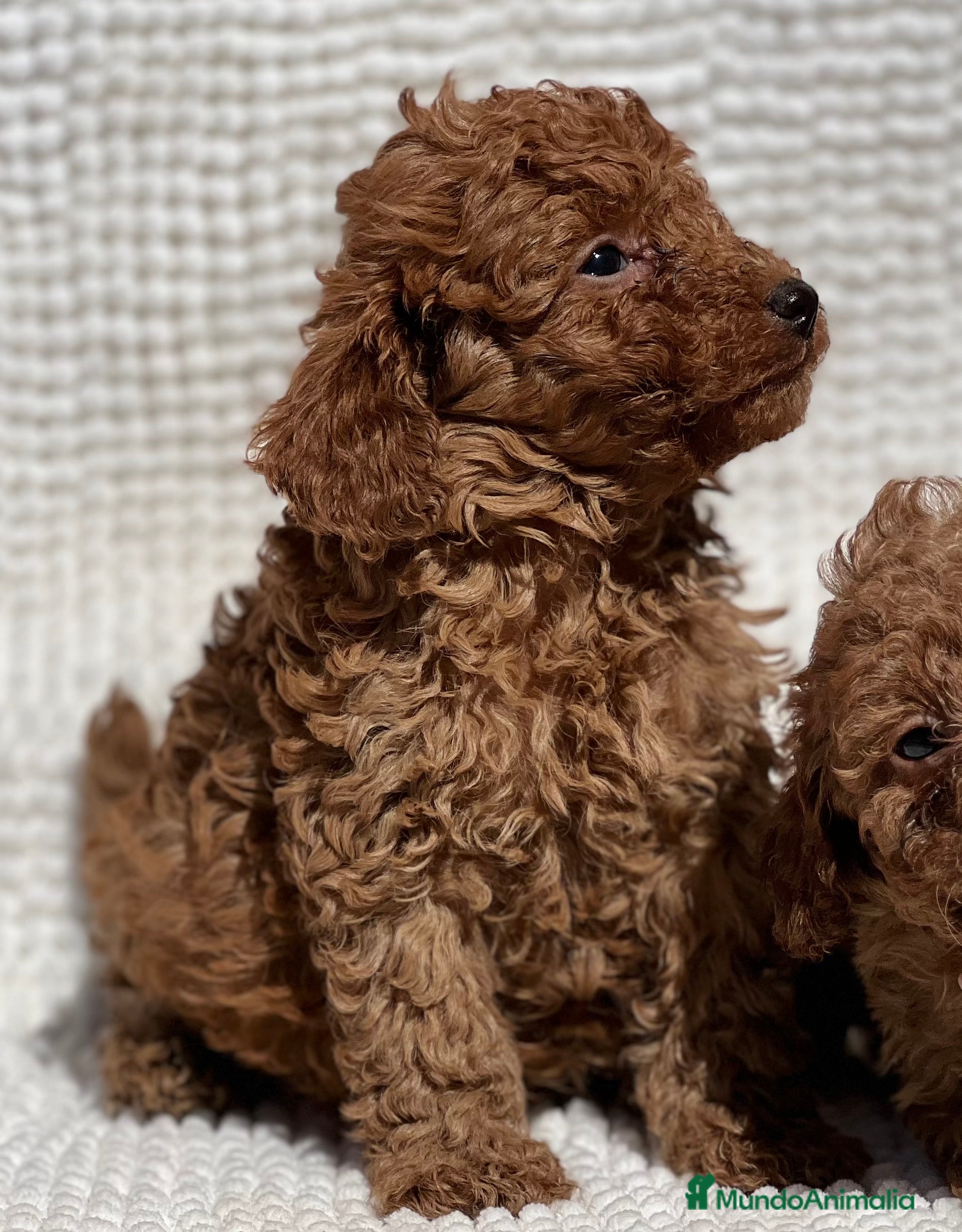 Caniche Toy perros PRECIOSO EJEMPLAR DE CANICHE TOY ROJO - Anuncio 5