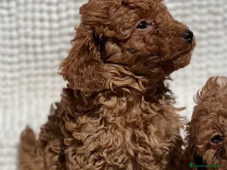 Caniche Toy perros PRECIOSO EJEMPLAR DE CANICHE TOY ROJO - Anuncio 5