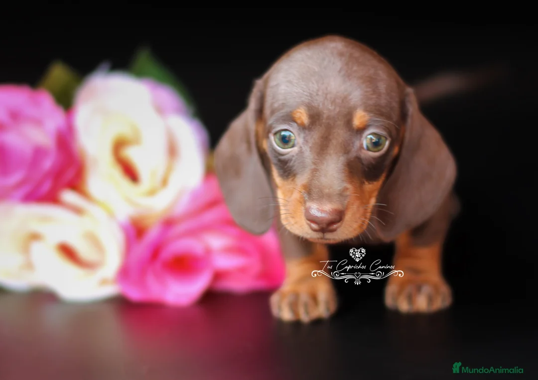 Teckel perros en venta: Teckel chocolate y fuego  en Cantabria - Anuncio 3