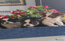Chihuahua perros en venta: Chihuahua pelo largo  - Anuncio 2
