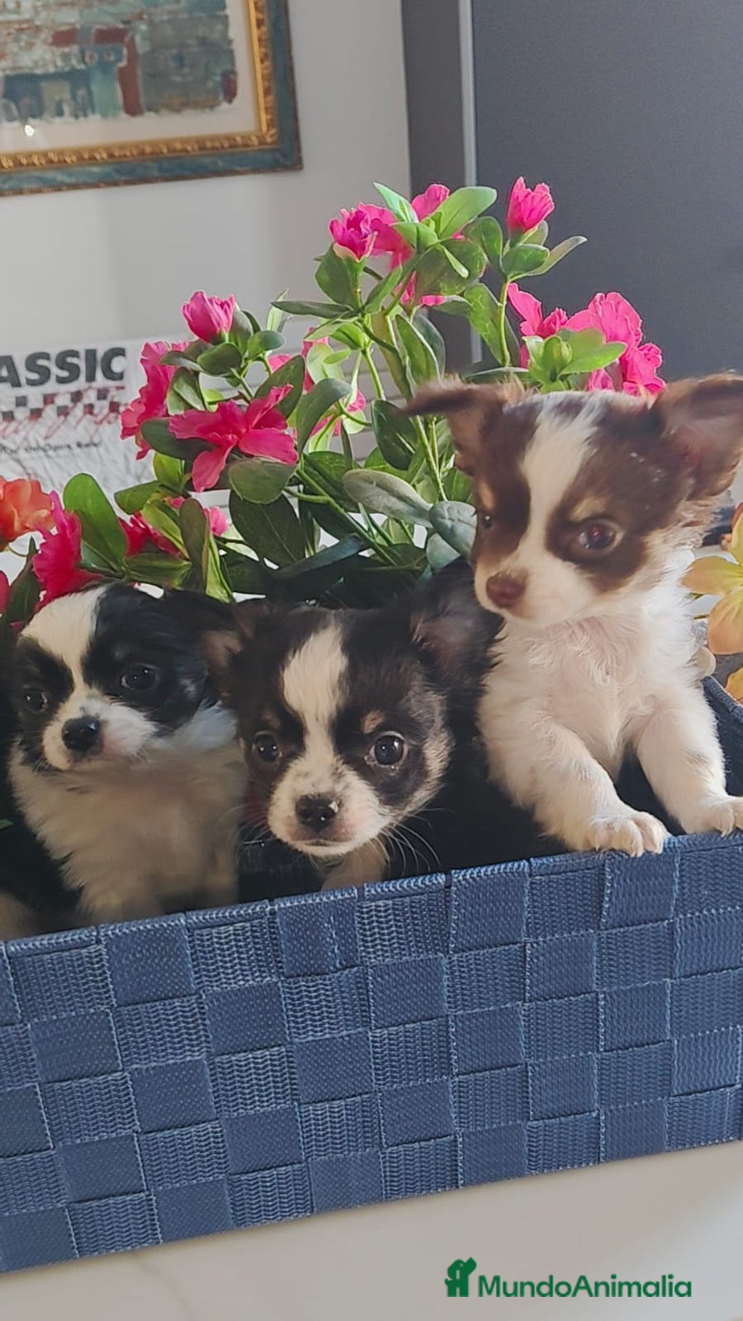 Chihuahua perros en venta: Chihuahua pelo largo  - Anuncio 2