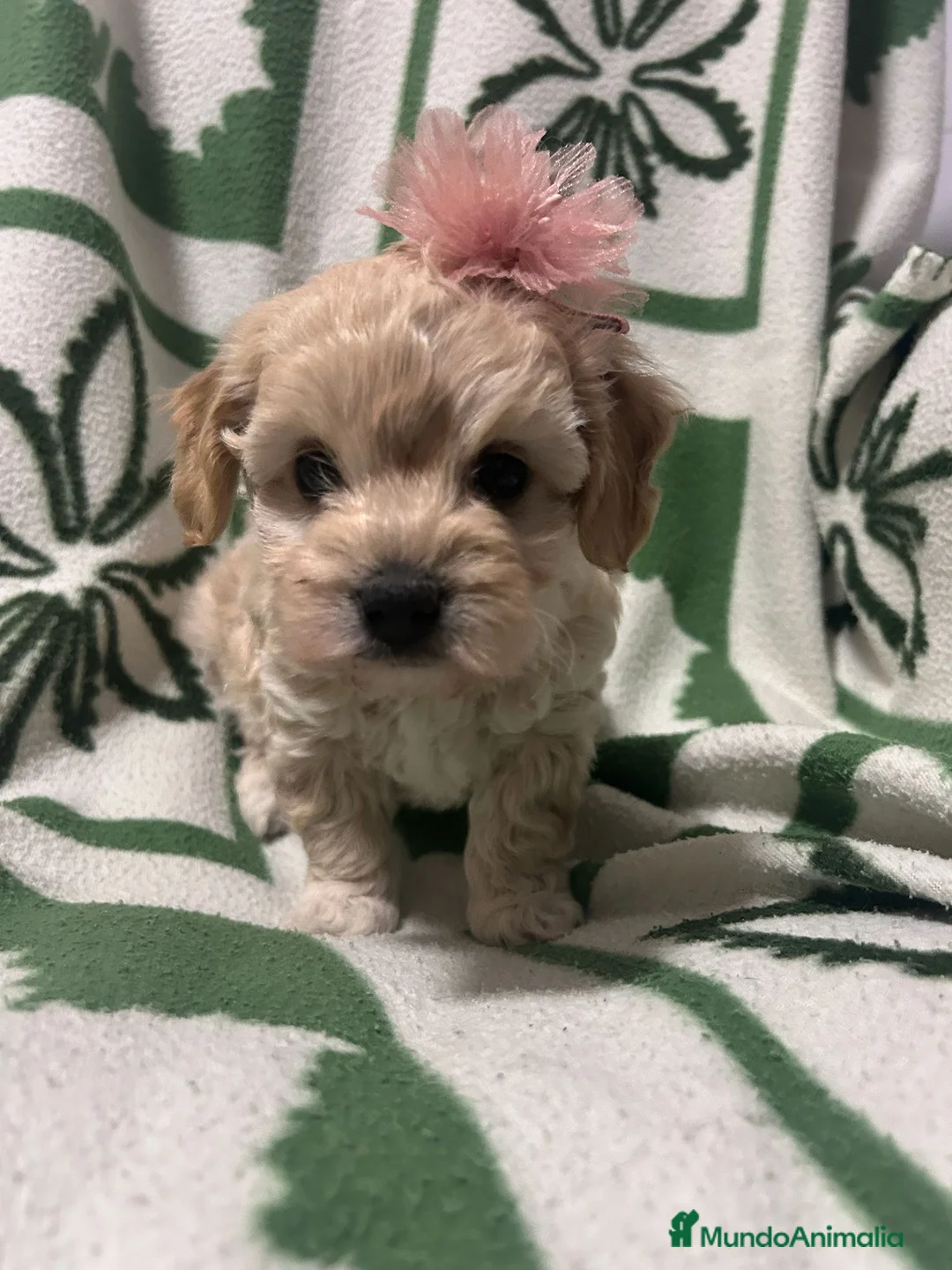 Maltipoo perros en venta: Maltipoo 628789235 - Anuncio 2