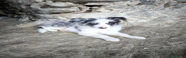 Border Collie 1