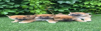 Shiba Inu 5