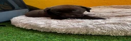 Labrador Retriever perros en venta: Labrador retriever chocolate  - Anuncio 6