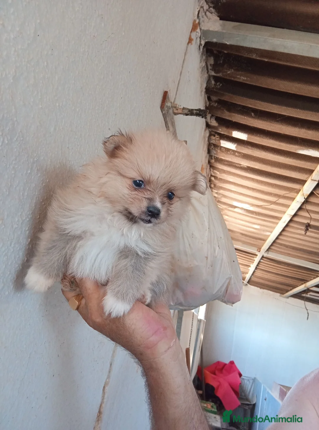 Pomerania perros en venta: POMERANIAS CON EXCELENTE CALIDAD - Anuncio 4