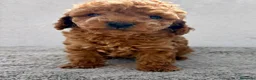 Caniche Toy perros en venta: Caniche Toy Macho  en Alicante - Anuncio 4