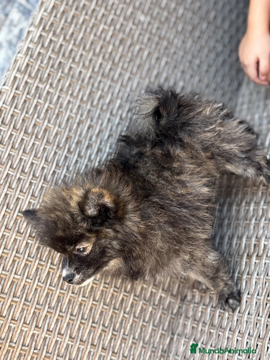 Pomerania perros en venta: Pomeranias ositos🐾🐻 - Anuncio 13