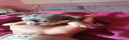 Chihuahua perros en venta: Precioso chihuahuas merle disponible 🐾🐶 - Anuncio 2