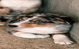 Pastor Australiano perros en venta: Pastores australianos ( australian sherpherd) - Imagen 4