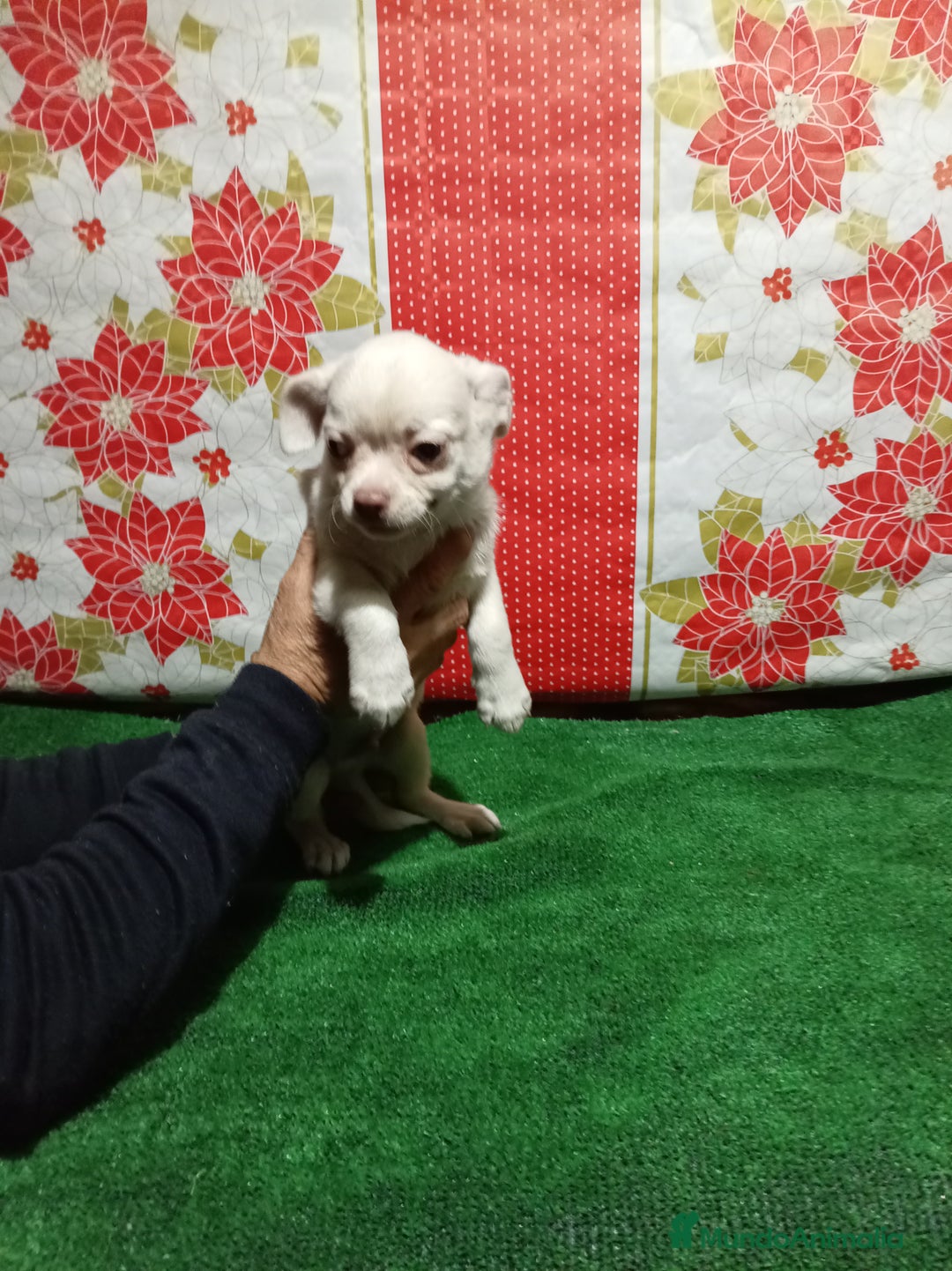Chihuahua perros en venta: Chihuahua - Anuncio 6