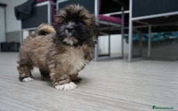 Maltipoo perros en venta: 🐾 Max y Pum – Maltipoo en tonos oscuros 🌙🤎 - Anuncio 2