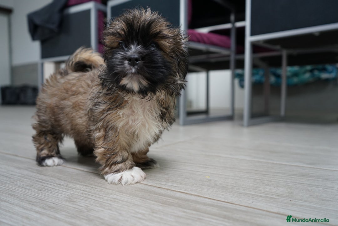 Maltipoo perros en venta: 🐾 Max y Pum – Maltipoo en tonos oscuros 🌙🤎 - Anuncio 2