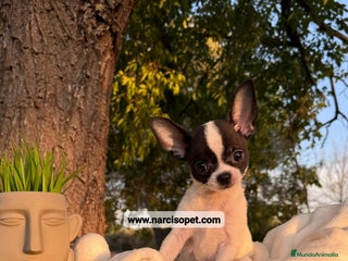 Chihuahua perros - Anuncio 21