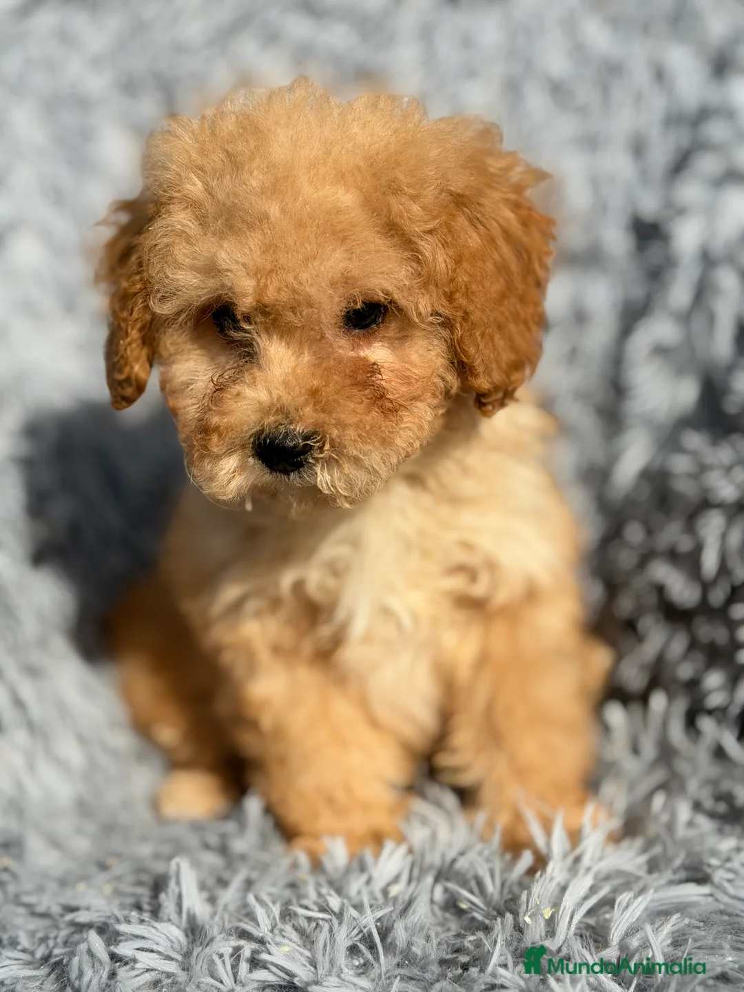 Maltipoo perros en venta: Maltipoo macho Toy  - Anuncio 5