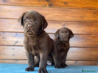 Labrador Retriever perros Labrador Chocolate cachorros en Madrid - Anuncio 10