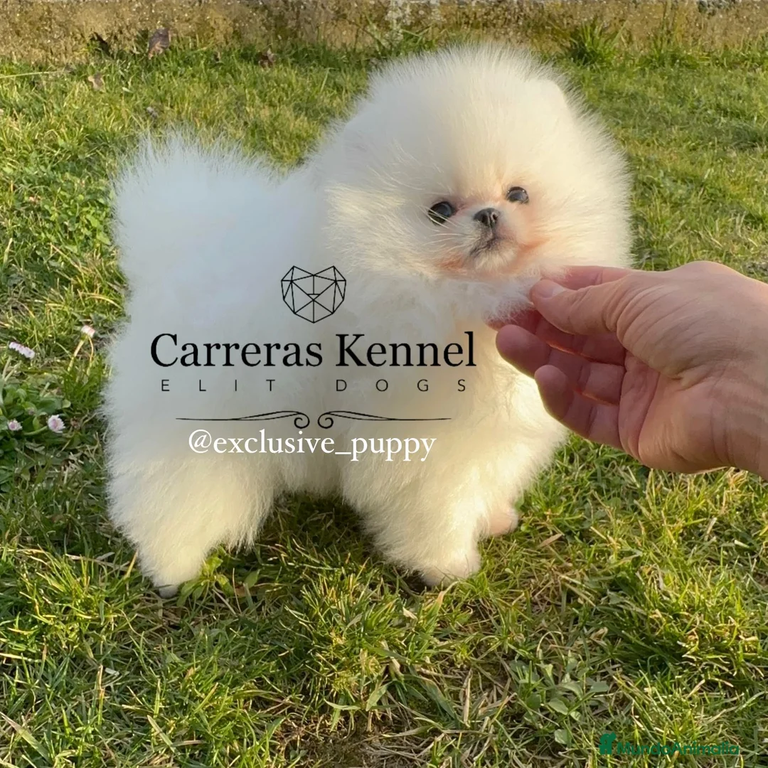 Pomerania perros en venta: 🥇 PREMIUM POMERANIA TOY 🏆 - Anuncio 3