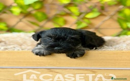 Schnauzer Miniatura perros en venta: Camada de Alba  - Imagen 1
