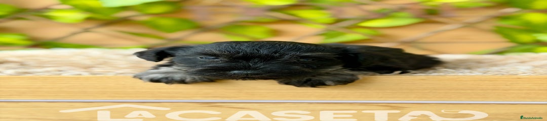 Schnauzer Miniatura Cachorro 8409