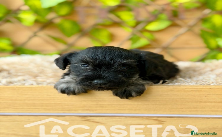 Schnauzer Miniatura perros - Anuncio 1