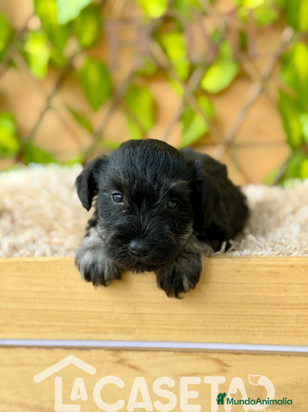 Schnauzer Miniatura perros en venta: Camada de Alba  - Imagen 1
