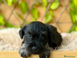 Schnauzer Miniatura perros - Anuncio 1
