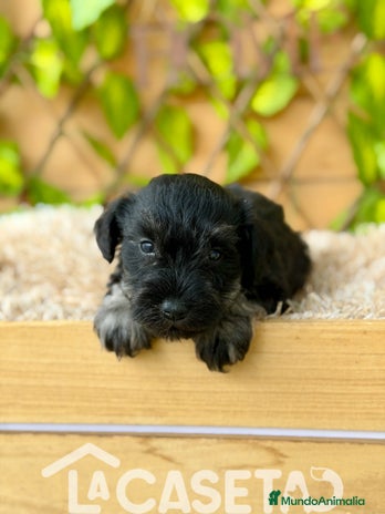 Schnauzer Miniatura perros - Anuncio 2