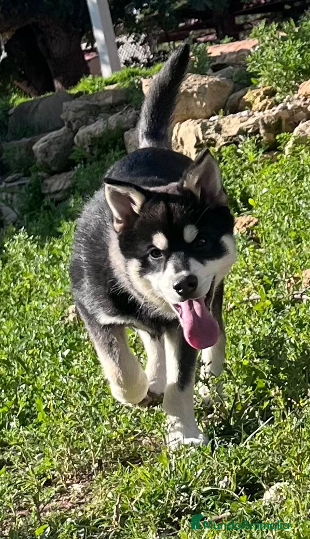 Pomsky perros en venta: Pomsky multigeneracional  - Anuncio 9