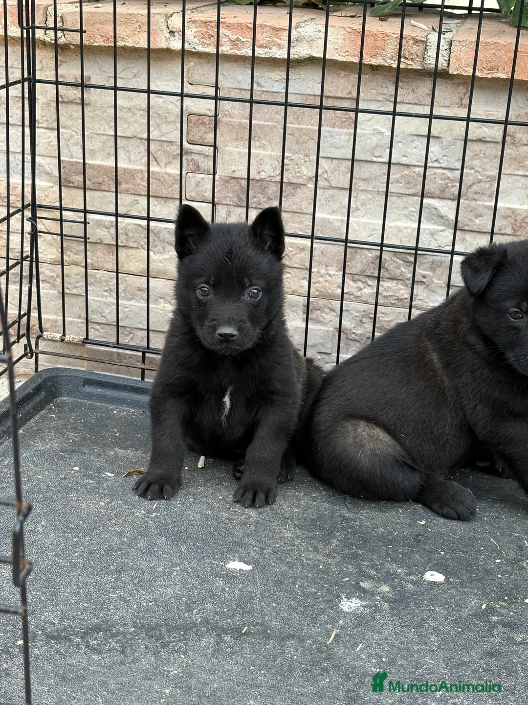 Pastor Belga Malinois perros en venta: Cachorros Malinois  - Anuncio 2